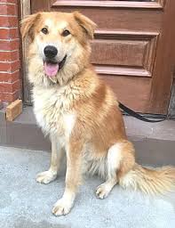 Those wishing to adopt a pet are carefully screened to ensure the animals will be placed adopters must meet the following criteria. Morristown Nj Golden Retriever Meet Max A Pet For Adoption