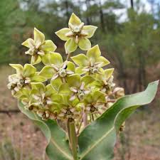 Image result for Asclepias grandirandii