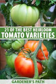 Maybe you would like to learn more about one of these? 21 Of The Best Heirloom Tomato Varieties Gardener S Path