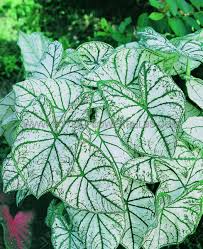 White Christmas Caladium Bulbs – Classic Caladiums