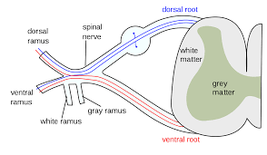 Spinal Nerve Wikipedia