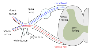 spinal nerve wikipedia