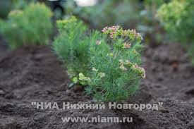 Путин подписал указ о нерабочих днях между майскими праздниками. Vladimir Putin Obyavit Vyhodnye S 1 Po 10 Maya Novosti Nizhnego Novgoroda