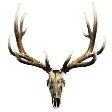 Elk Skull Decal Small In 2021 Deer Skull Tattoos Elk Skull Elk Tattoo