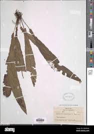 Image result for Megalastrum lanuginosum