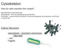 How do animal cells maintain their shape. Unit 2 Cell Structure And Function Ppt Download