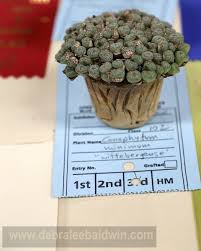 Sunset succulent society santa monica ca. Jewels Of The Cactus And Succulent Show Succulents Cacti And Succulents Cactus