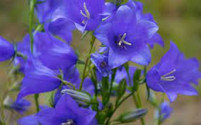 Will Campanula Flower Again Best Flower Wallpaper