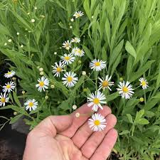 Image result for Asterochaete