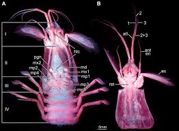 Image result for Platostoma montanum