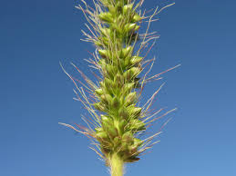 Image result for Setaria incrassata