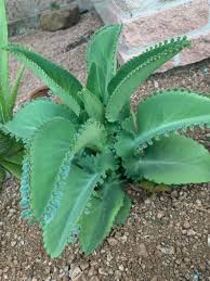 Mother Of Thousands Mexican Hat Kalanchoe Chandelier Etsy In 2020 Planting Succulents Plants Long Lasting Flower