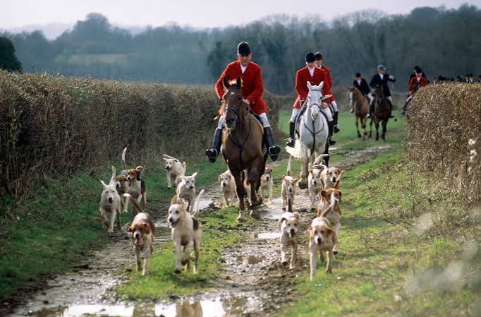 Fox hunting in the UK: facts, history and the law | Countryfile.com