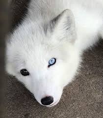 New and used items, cars, real estate, jobs, services, vacation 7 week old bunnies for sale! Even Keel Exotics