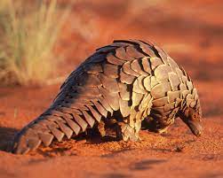 The 30 Rarest Animals On The Planet Best Life