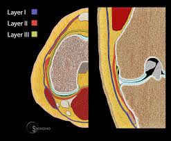 More images for knee muscle anatomy axial mri » Medial Supporting Structures Of The Knee With Emphasis On The Medial Collateral Ligament Radsource