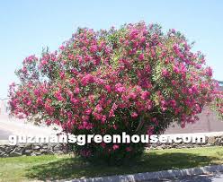 Check spelling or type a new query. Shrubs Southwest Desert Plants That Do Well In The Desert Southwest