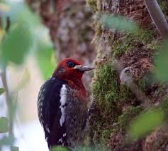 Do you know what it is? Common Yard Birds On Eastern Vancouver Island Yellow Point Ecological Society