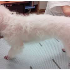 Sores, hair loss, itching, a skin rash, and. Photographs Of The Dog Hair Loss Is Shown Occurring Mainly Around The Download Scientific Diagram