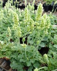 Image result for Heuchera cylindrica Greenfinch