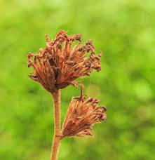 Image result for Plumbago ituriensis