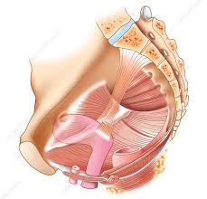 Surgical pelvic anatomy in gynecologic oncology. Female Pelvic Anatomy Artwork Stock Image C010 7118 Science Photo Library