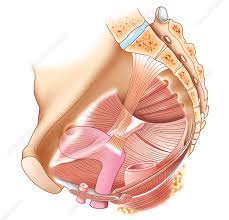James pickering, associate professor of anatomy at the university of leeds, uk. Female Pelvic Anatomy Artwork Stock Image C010 7118 Science Photo Library