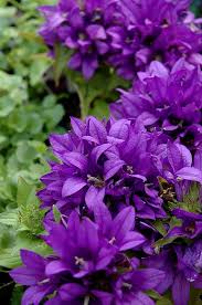 Find Purple Pixie Clustered Bellflower Campanula Glomerata Purple Pixie In Ottawa Nepean Kanata Stittsvi Purple Pixie Types Of Purple Flowers Purple Garden