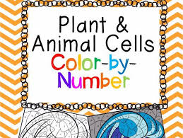 The interior of the cell is made of a fluid called cytoplasm. Plant And Animal Cells Color By Number Teaching Resources