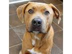 Mastiff puppies for sale in iowa select a breed. Mastiffs For Sale In Ames Ia Dogs On Oodle Classifieds
