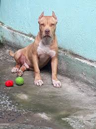 Pitbull Red Lion 5 Meses Pitbull Terrier Pitbulls American Pitbull Terrier