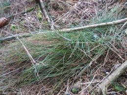 Image result for Avenella