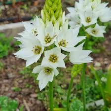 Image result for Ornithogalum pulchrum