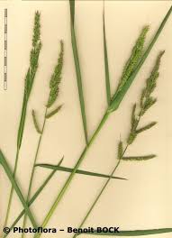 Image result for Echinochloa ugandensis