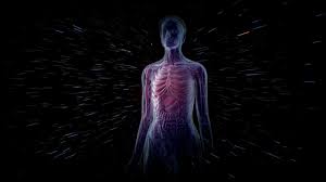 Image result for Human Body