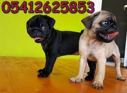 yavru pug fiyatlari pug yavru pug kopek