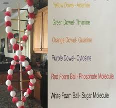 Making a model using styrofoam balls. The Dna Makes Protein Excelsior Classes