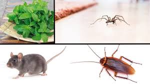 wenn du diese pflanze im haus hast wirst du nie wieder spinnen mause o maus im haus spinne insekten