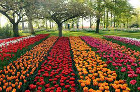 Holland Flowers Monogramsvacation Beautiful Flowers Garden Beautiful Gardens Tulip Fields