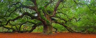 Oak Tree Photography - A Focus of Fine Art Landscape Prints ...