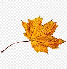 Check spelling or type a new query. Autumn Leaves Leaf Png Transparent Fall Color Autumn Leaves Colors Png Image With Transparent Background Toppng