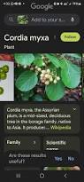 Image result for Cordia myxa