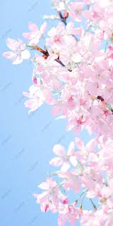 Free sakura wallpapers and sakura backgrounds for your computer desktop. Cute Cherry Blossom Wallpaper Blue Sky Background Decorative Frame Sakura Wallpaper Spring Background Image For Free Download