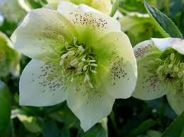 Maybe you would like to learn more about one of these? Garden Flowers Hellebore A Winter Flowering Plant Lisa Cox Garden Designs Blog