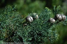 Image result for Callitris