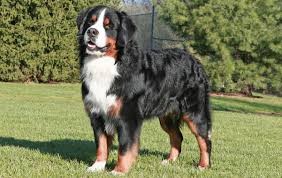 Bernese Mountain Dog Breed Information