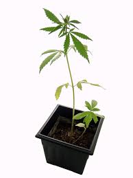You can allso insert weed drawing graffiti in your document or presentation. Glossary Of Cannabis Terms Wikipedia