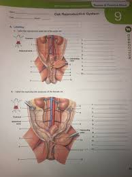 With related to nerves of anterior abdominal wall and the inguinal region: Solved Now Available In Masteringa P Review Practice Sh Chegg Com