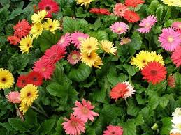 Regalare un fiore è un gesto dai mille significati, un delicato pensiero che fa sempre molto piacere. Margherite Perenni Margherite Perenni