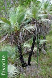 A native of south america, the paurotis palm is known as the everglades palm because of its natural proliferation throughout the florida everglades. Acoelorraphe Wrightii Everglades Palm Buy Seeds At Rarepalmseeds Com